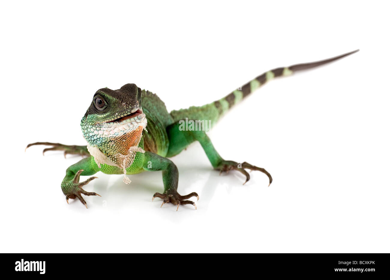 Waterdragon sur fond blanc les d o f Banque D'Images