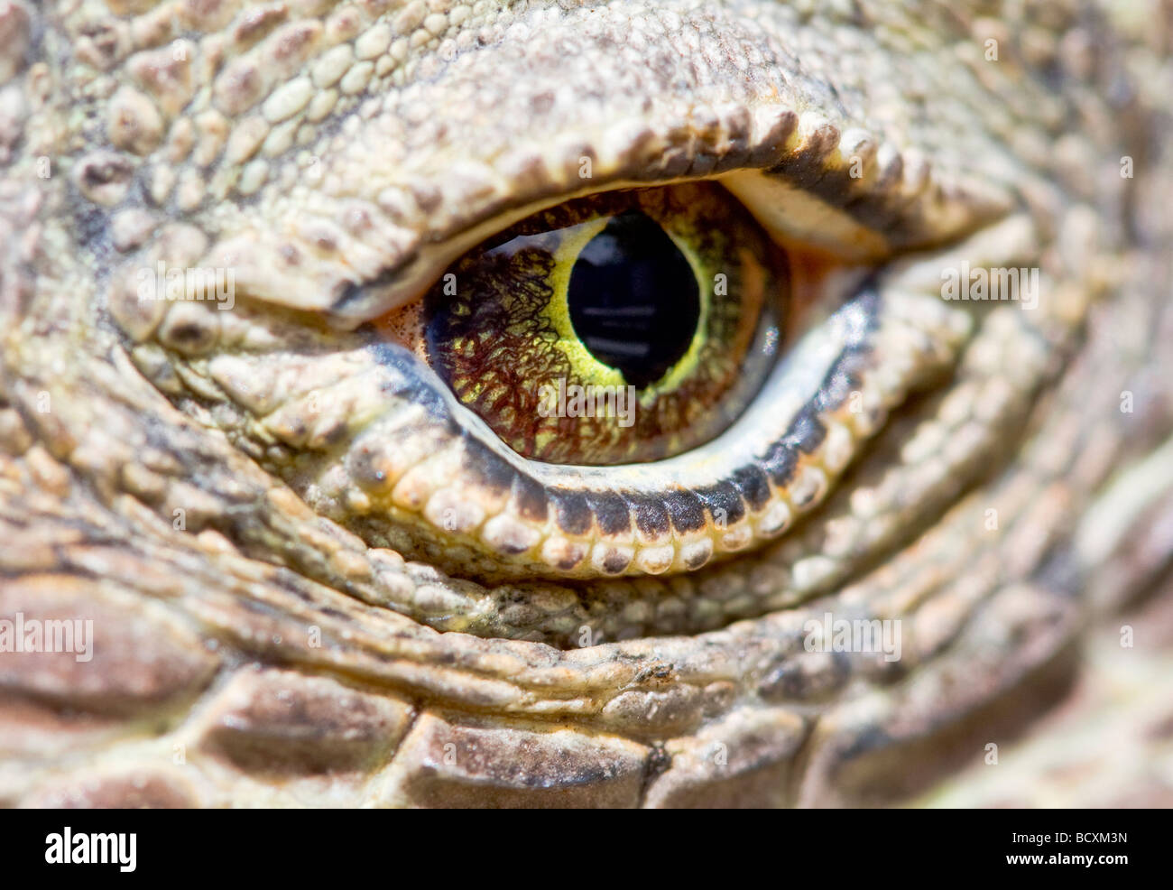 L'oeil du dragon de Komodo Banque D'Images