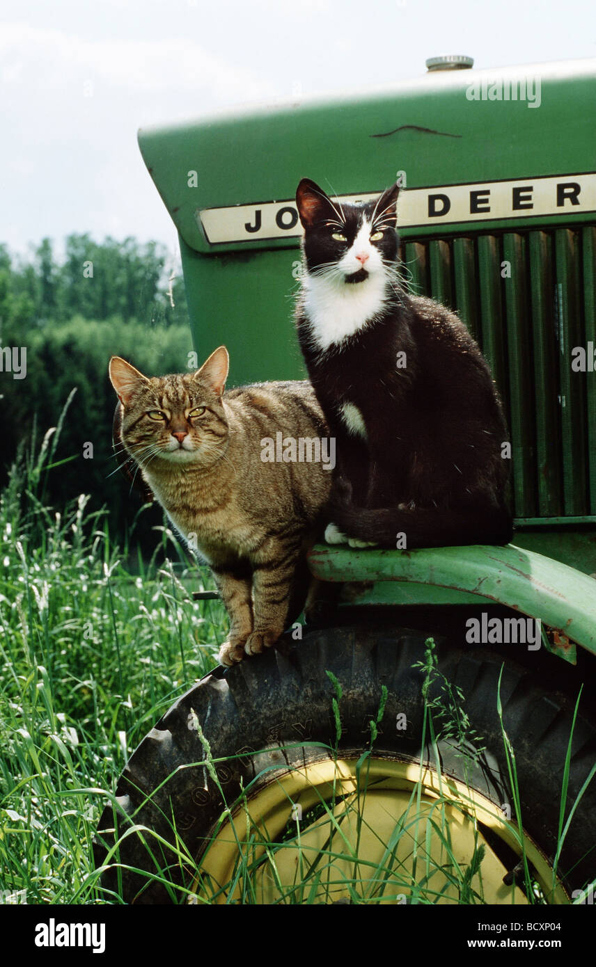 Deux chats domestiques dans une ferme Banque D'Images