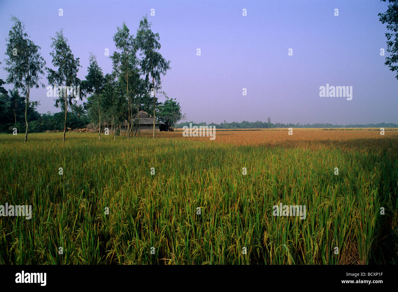 L'Inde, le Bengale occidental, sunderbans, champs de riz de la sunderbans conservation program, l'agriculture biologique Banque D'Images