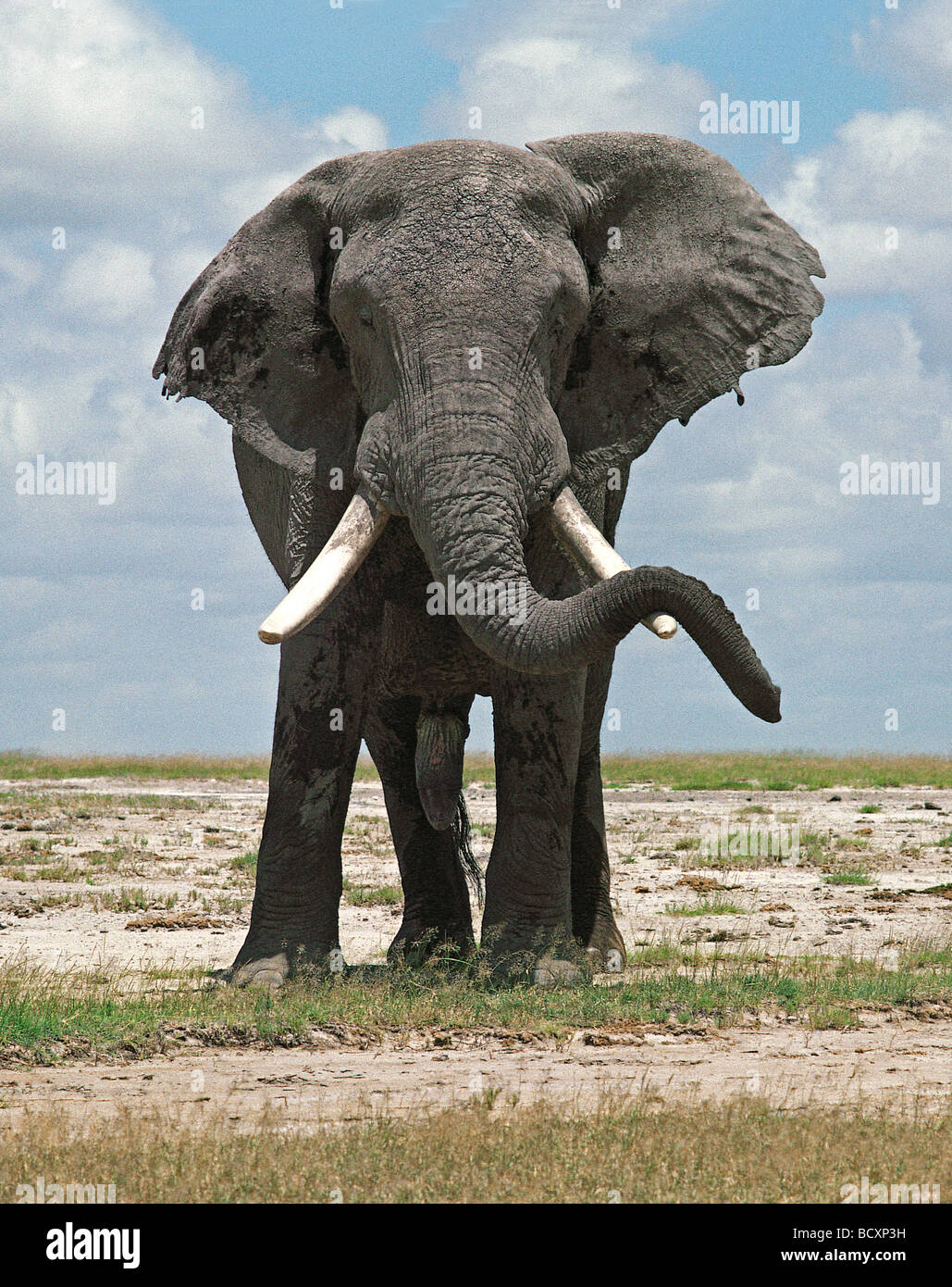 caleçon homme elephant