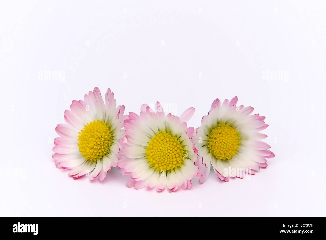 Daisy 02 Gänseblümchen Banque D'Images