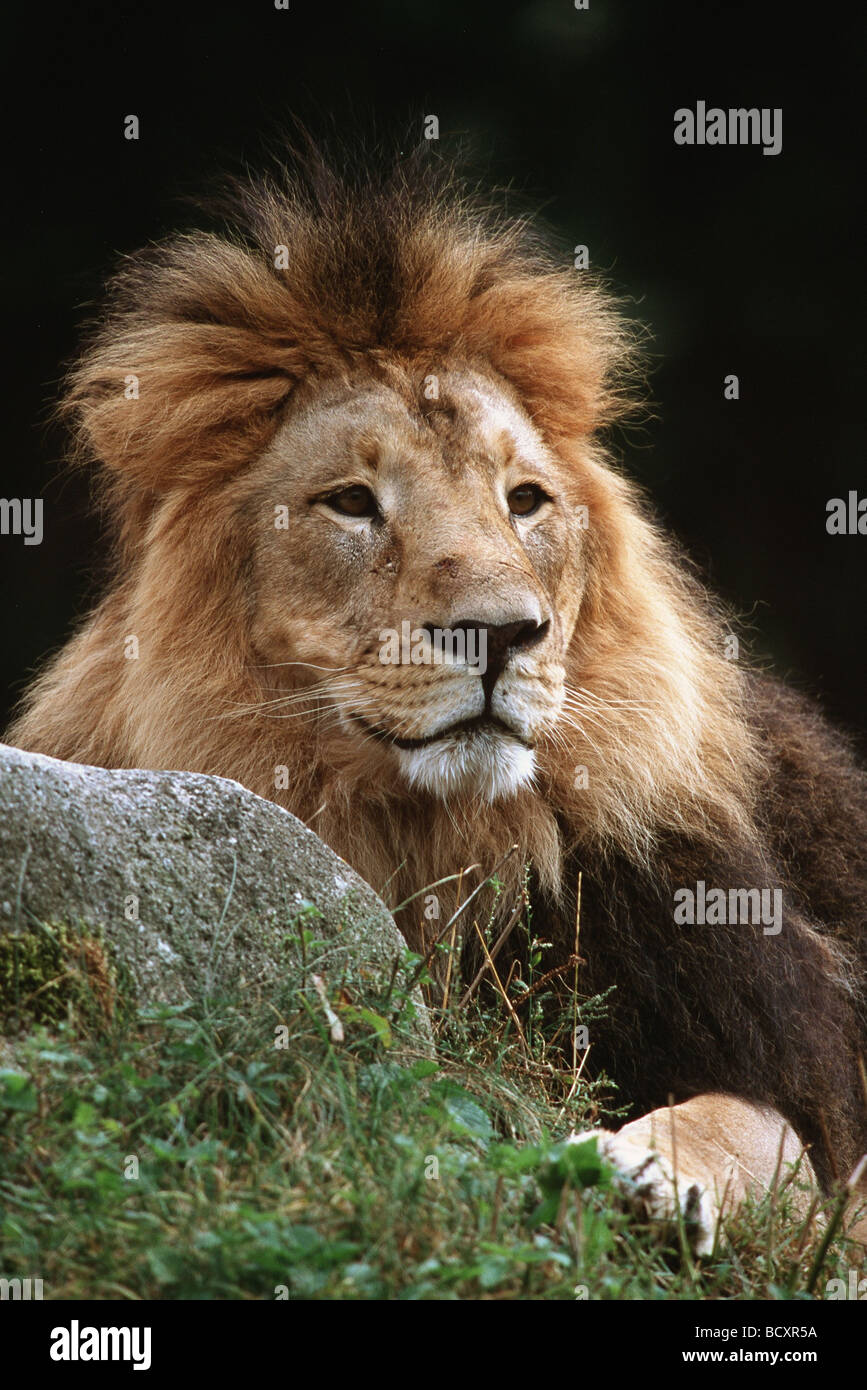 Lion asiatique, Lion indien (Panthera leo persica). Portrait d'un homme adulte dans un zoo Banque D'Images