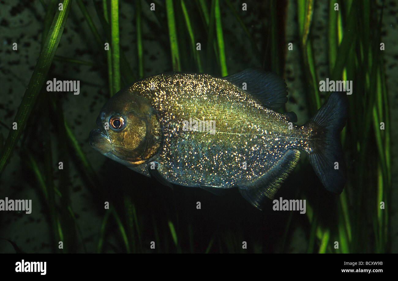 Serrasalmus nattereri / rouge / piranha piranha du Natterer Banque D'Images