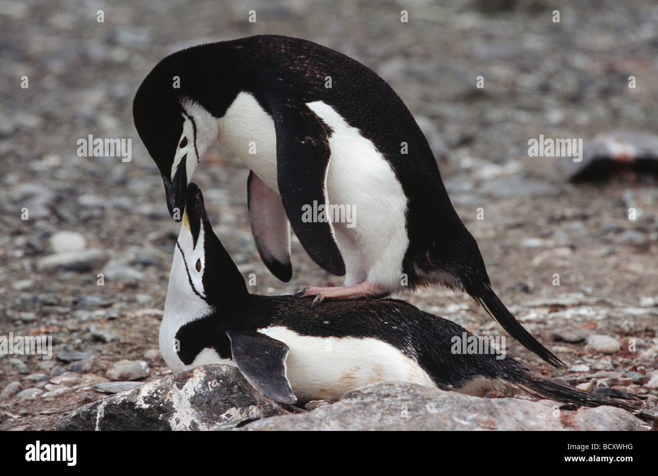 Pygoscelis antarctica / pingouin barbu Banque D'Images