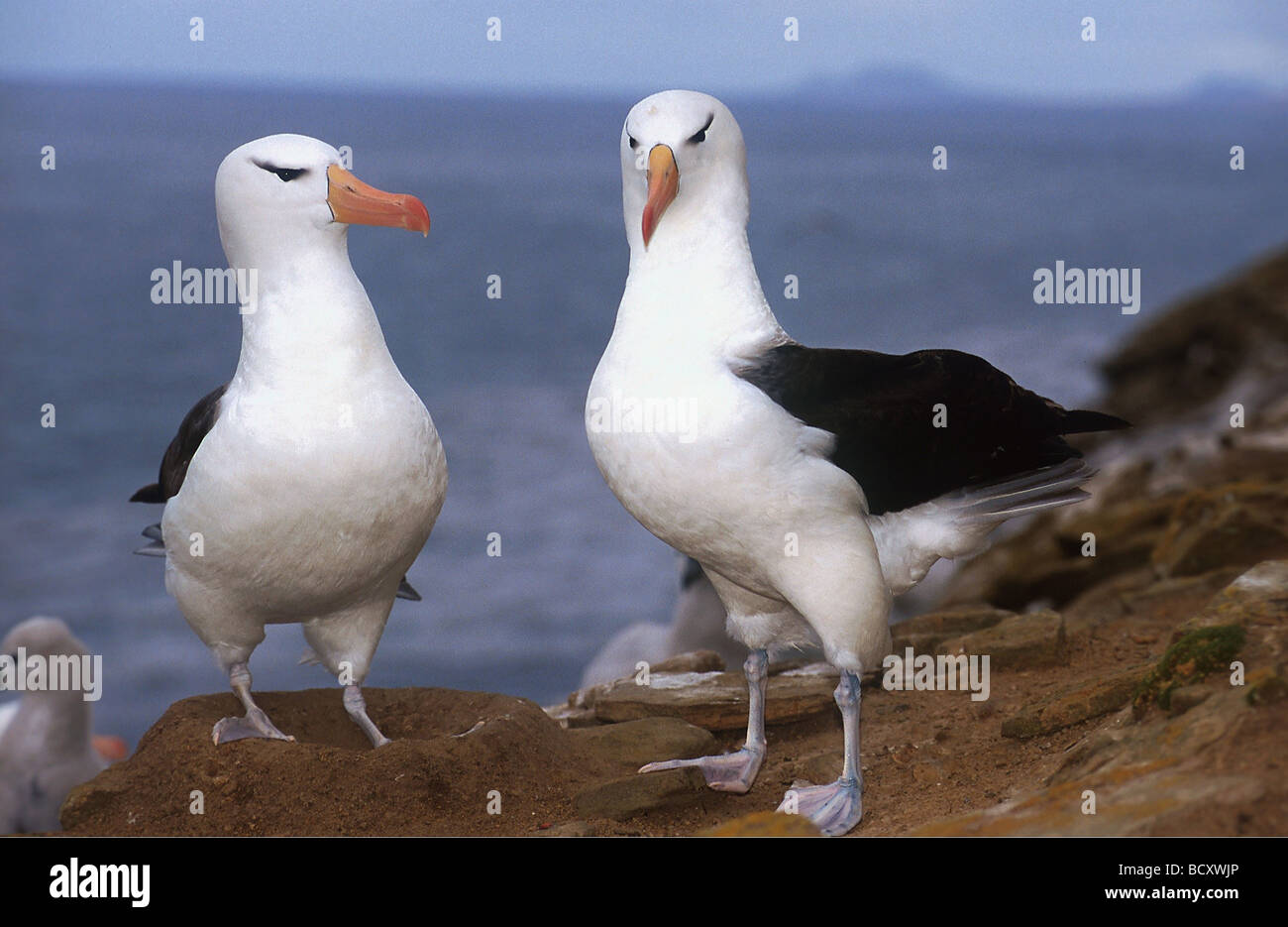 Diomedia melanophris black - sourcils noirs Banque D'Images