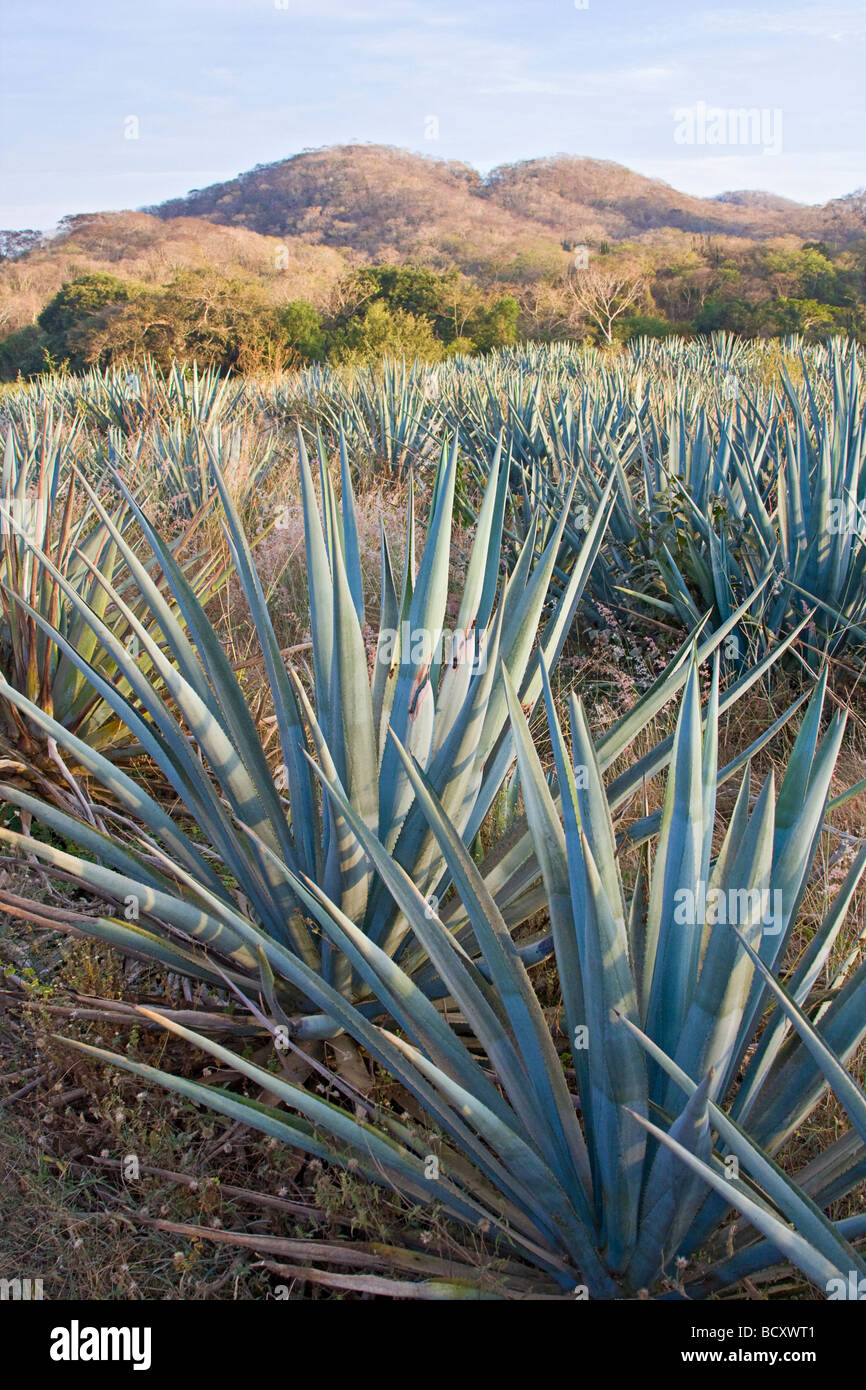 Agave bleu plantes utilisées pour faire de la tequila comme la boisson près de Mazatlan Mexique Banque D'Images