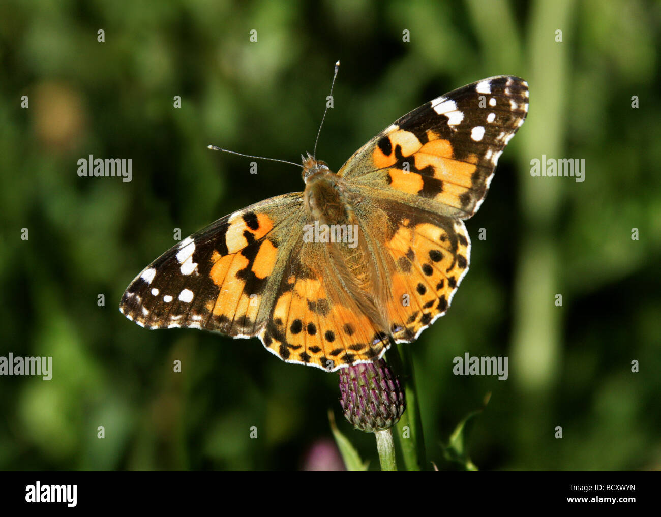 Papillon belle dame, Vanessa cardui, Nymphalidae, lépidoptères. Se nourrissant d'Sawwort, Serratula tinctoria, Asteraceae Banque D'Images
