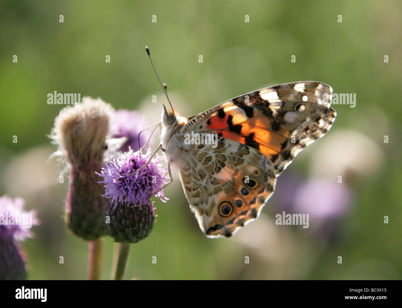 Papillon belle dame, Vanessa cardui, Nymphalidae, lépidoptères. Se nourrissant d'Sawwort, Serratula tinctoria, Asteraceae Banque D'Images