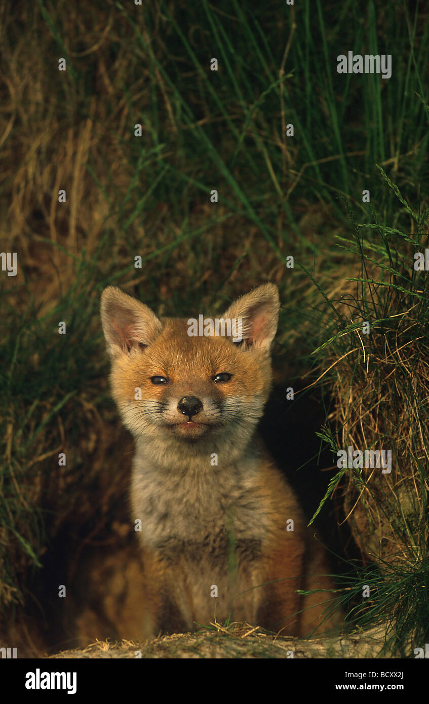 Vulpes vulpes / red fox - un jeune , en face de son terrier - Banque D'Images