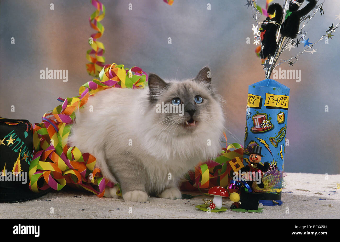 Chat domestique, Siamois tabby précairement entre carnival stuff Banque D'Images