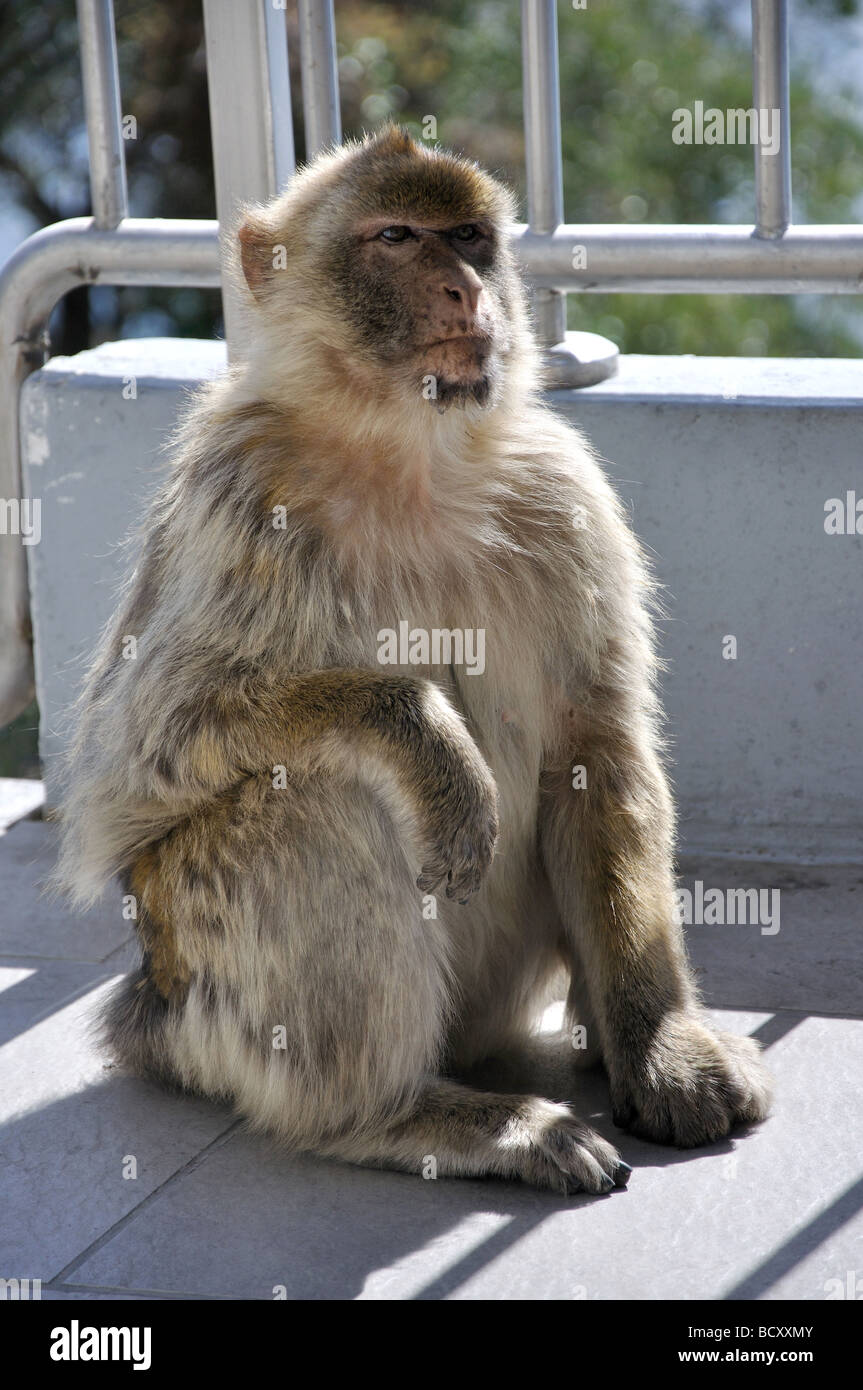 Gibraltar Barbary Macaque à Lenea Rock Lookout, le Rocher de Gibraltar, Gibraltar Banque D'Images