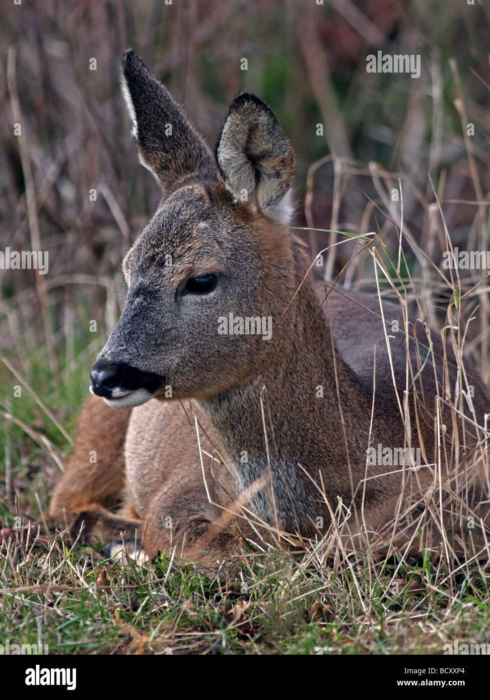 Le Chevreuil (capreolus capreolus) doe Banque D'Images