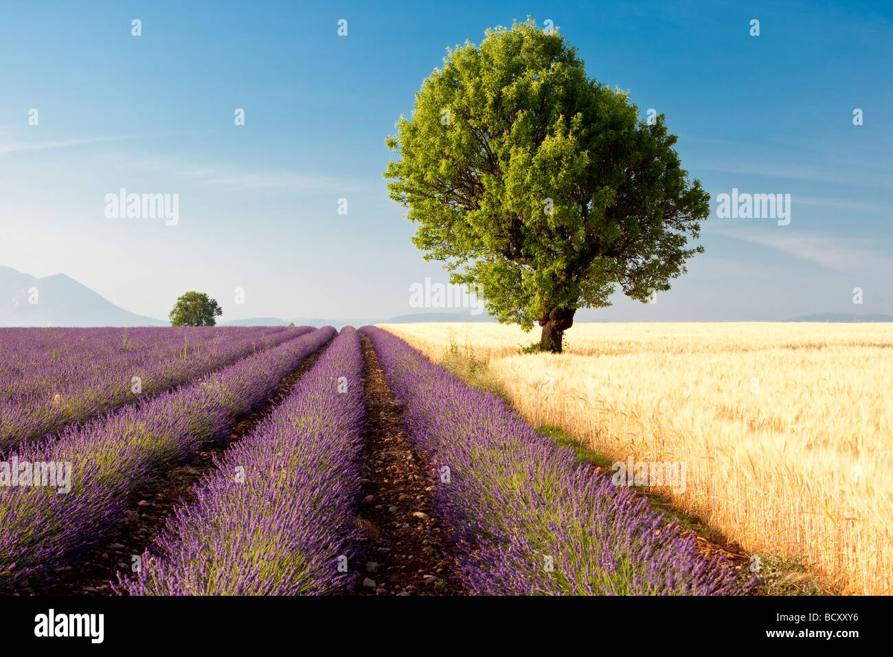 Champ de lavande près de Valensole, France Banque D'Images