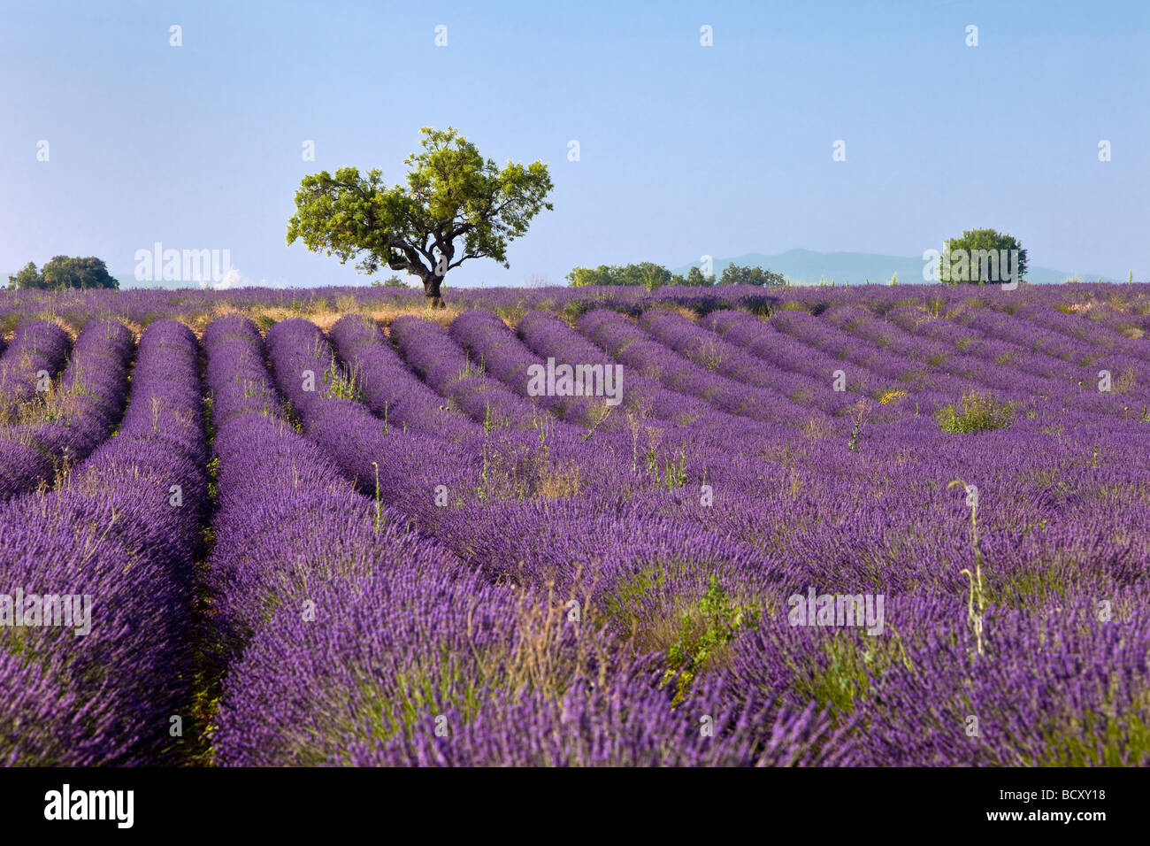 Champ de lavande près de Valensole, Provence, France Banque D'Images