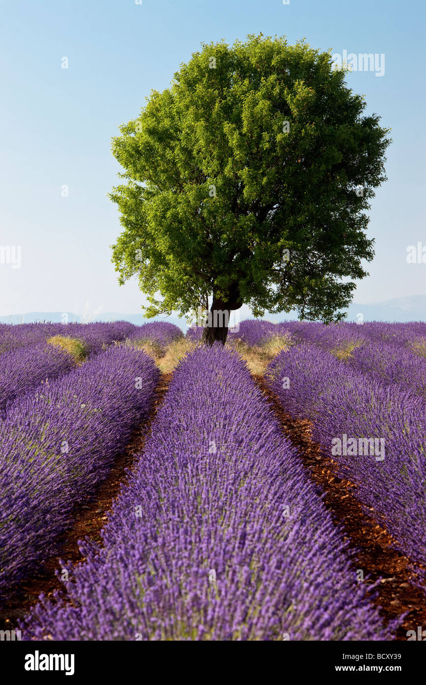 Champ de lavande près de Valensole, France Banque D'Images