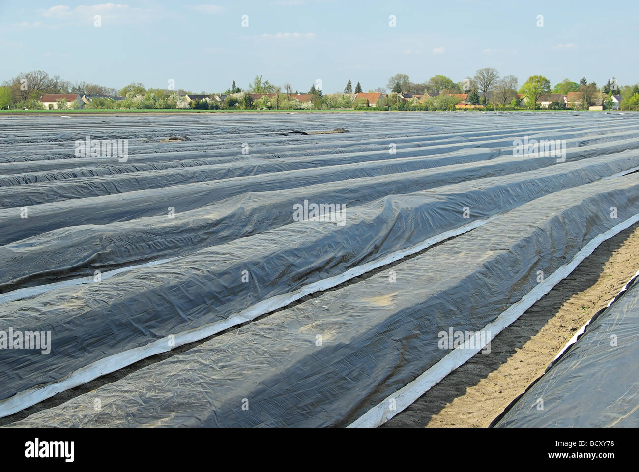 Spargelfeld 06 Champ d'asperges Banque D'Images