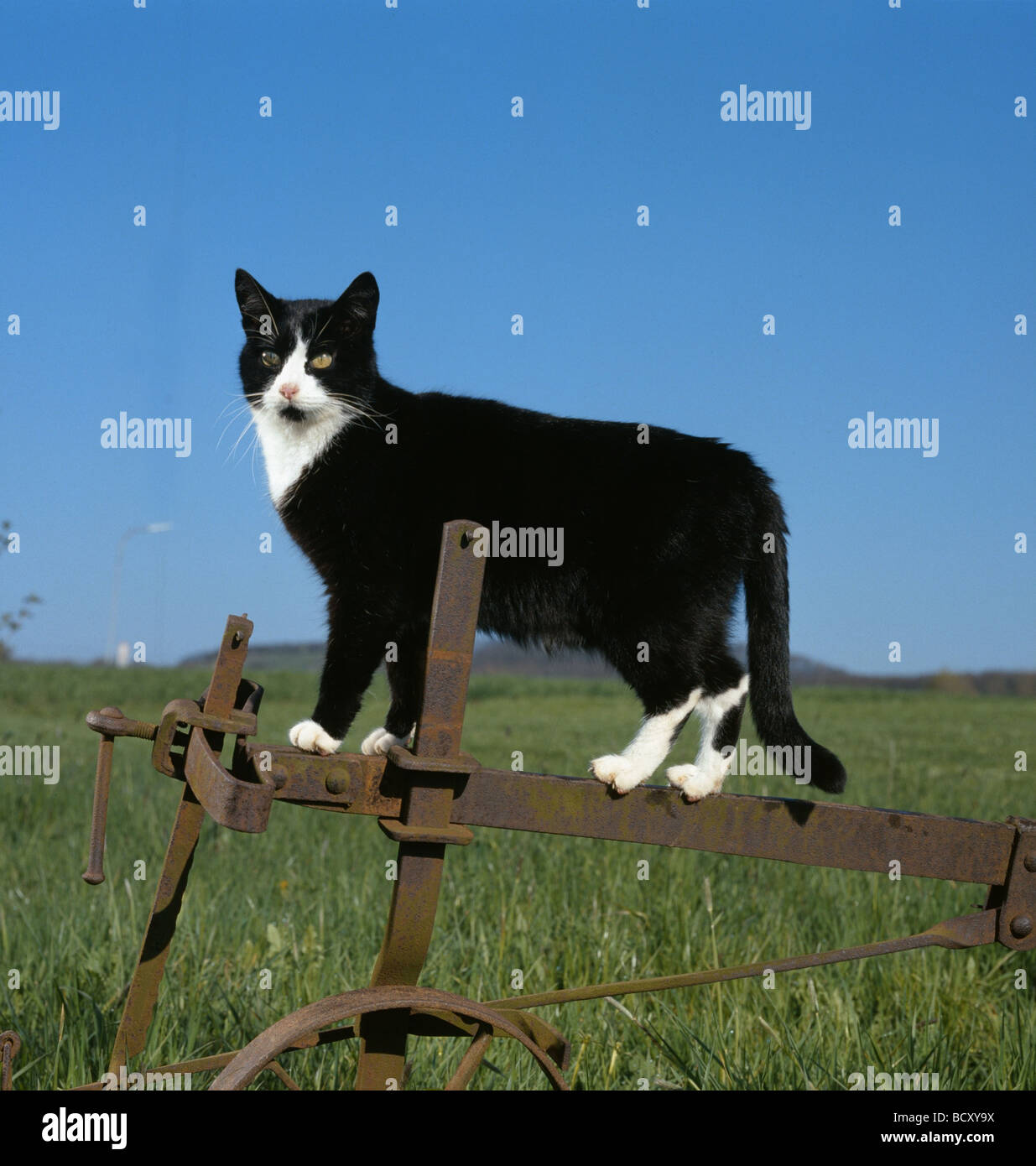 Chat domestique Adulte noir et blanc debout sur une machine agricole Banque D'Images