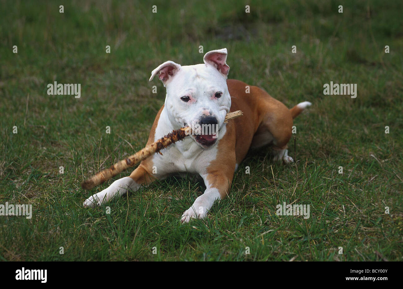 American Staffordshire Terrier / Pit Bull Terrier Banque D'Images