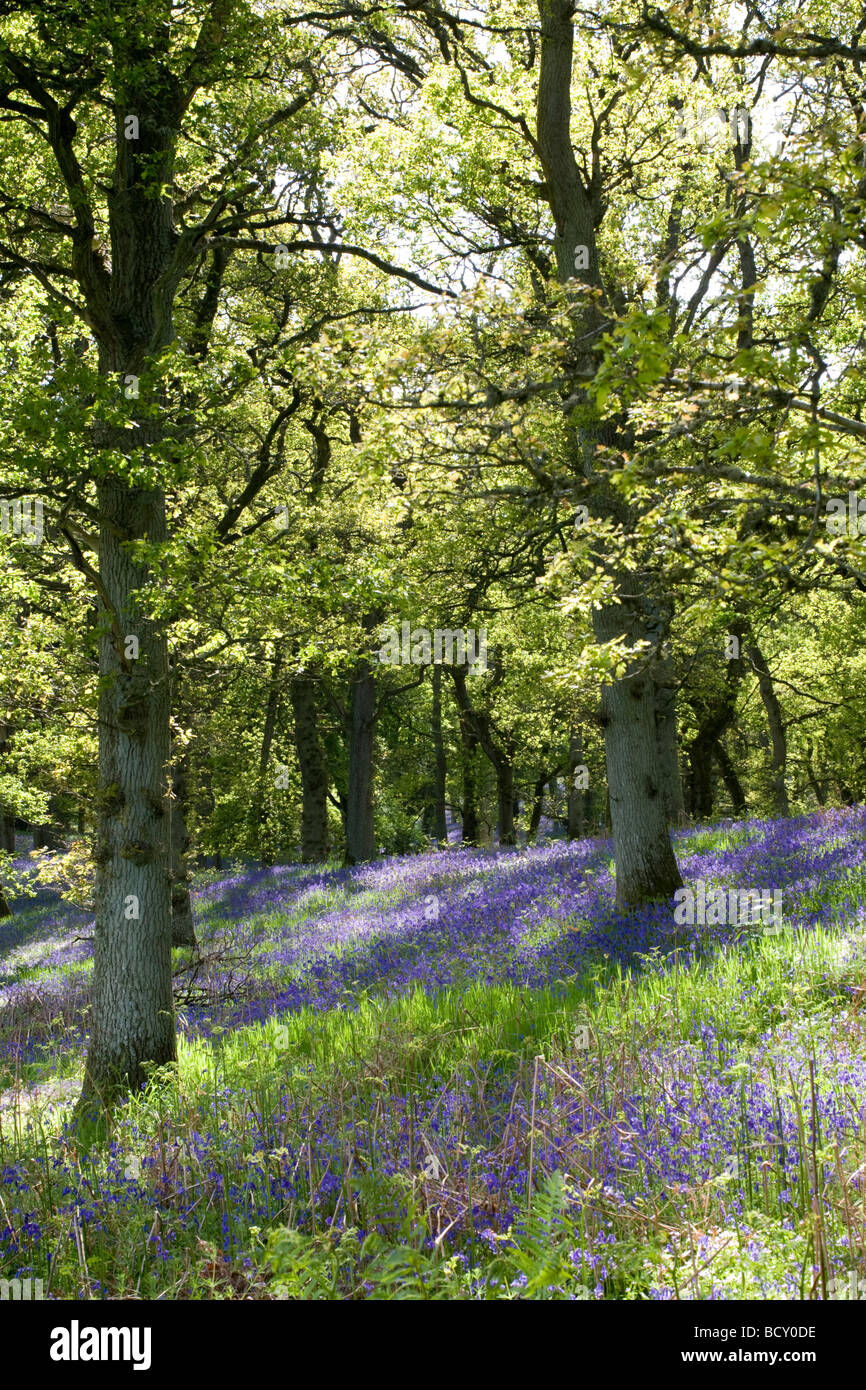 Les bluebell wood près de Kinclaven et Murthly dans le Perthshire. Banque D'Images
