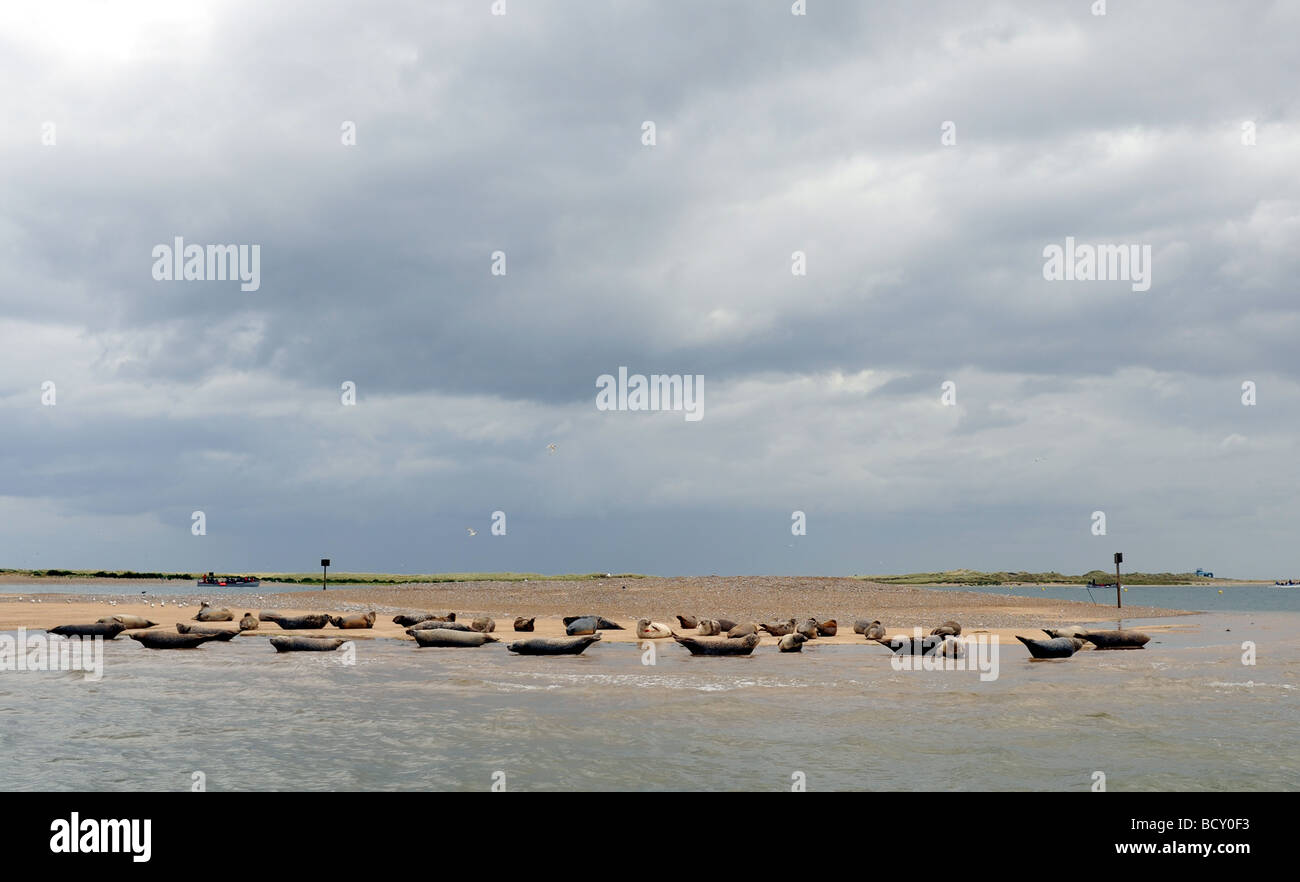Phoques communs et gris se reposant sur les bancs à Blakeney Point sur la côte nord du comté de Norfolk UK Banque D'Images