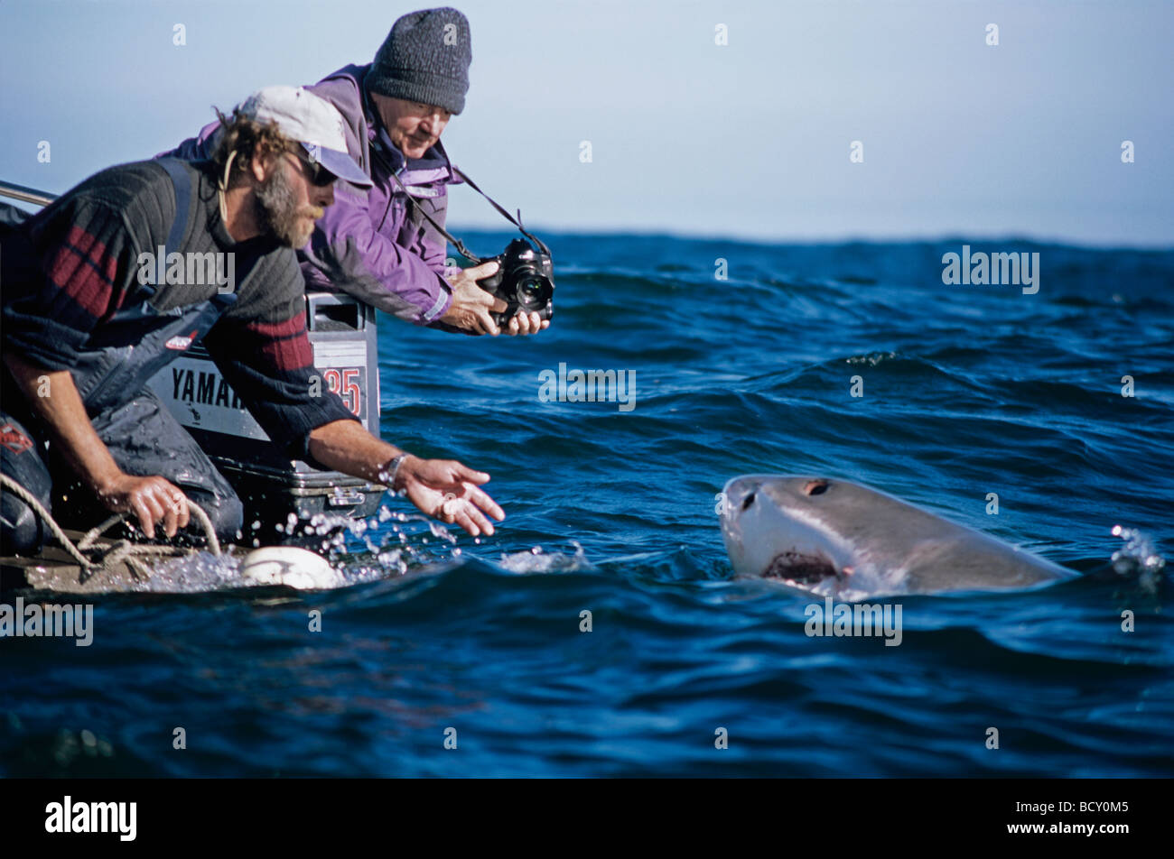 Andre Hartman chatouillant jusqu'Grand requin blanc Carcharodon carcharias chatouillant le haut est la technique utilisée pour ouvrir la bouche des requins Banque D'Images
