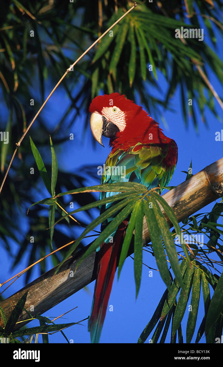 Ara chloroptera / green-winged macaw Banque D'Images