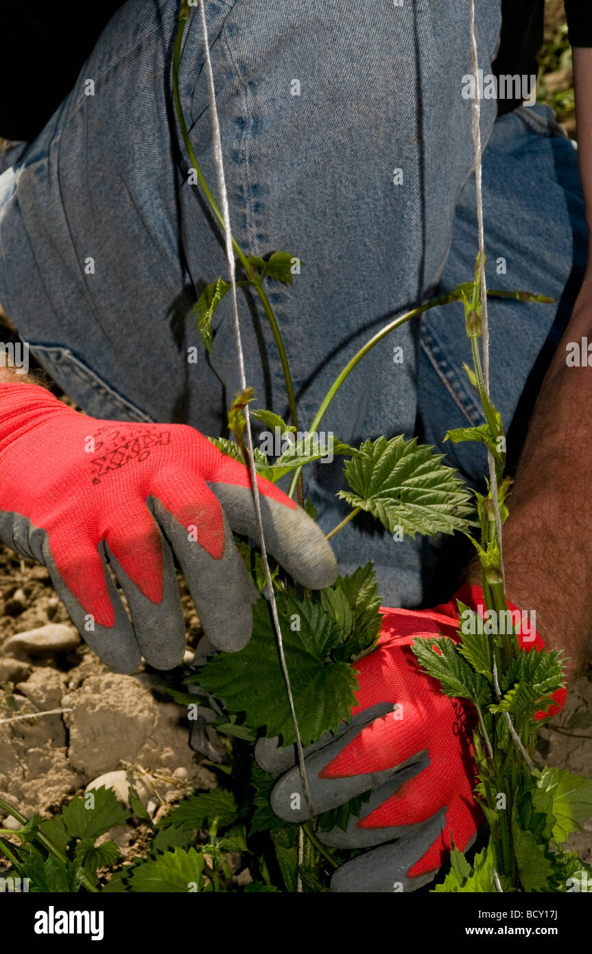 Hop, de l'agriculture 15 travailleurs sur le terrain ont tendance à les jeunes plantes qui produit 2 000 kg de houblon pendant la récolte d'août. Banque D'Images