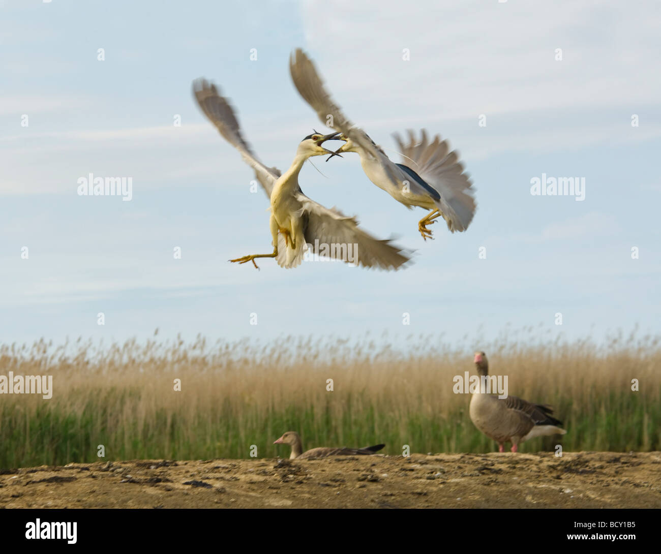 Le Bihoreau noir Nycticorax nycticorax lutte contre la Hongrie Banque D'Images