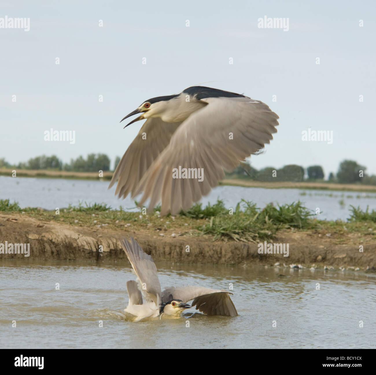 Combat des hérons de nuit à couronne noire (Nycticorax nycticorax), Hongrie Banque D'Images