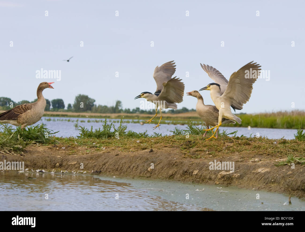 Le Bihoreau noir et oies cendrées en Hongrie Banque D'Images