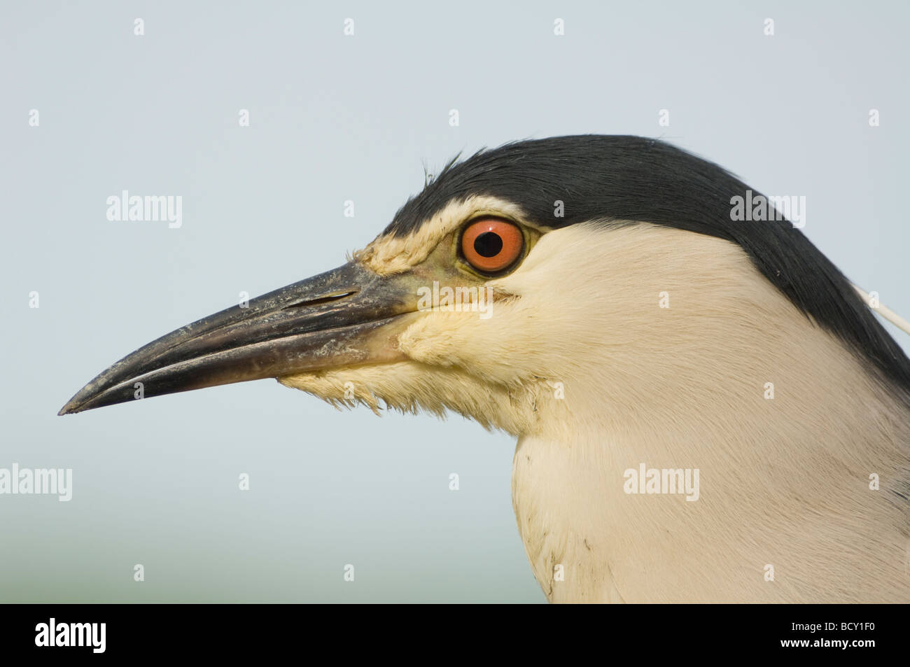 Black Bihoreau gris Nycticorax nycticorax Hongrie Banque D'Images