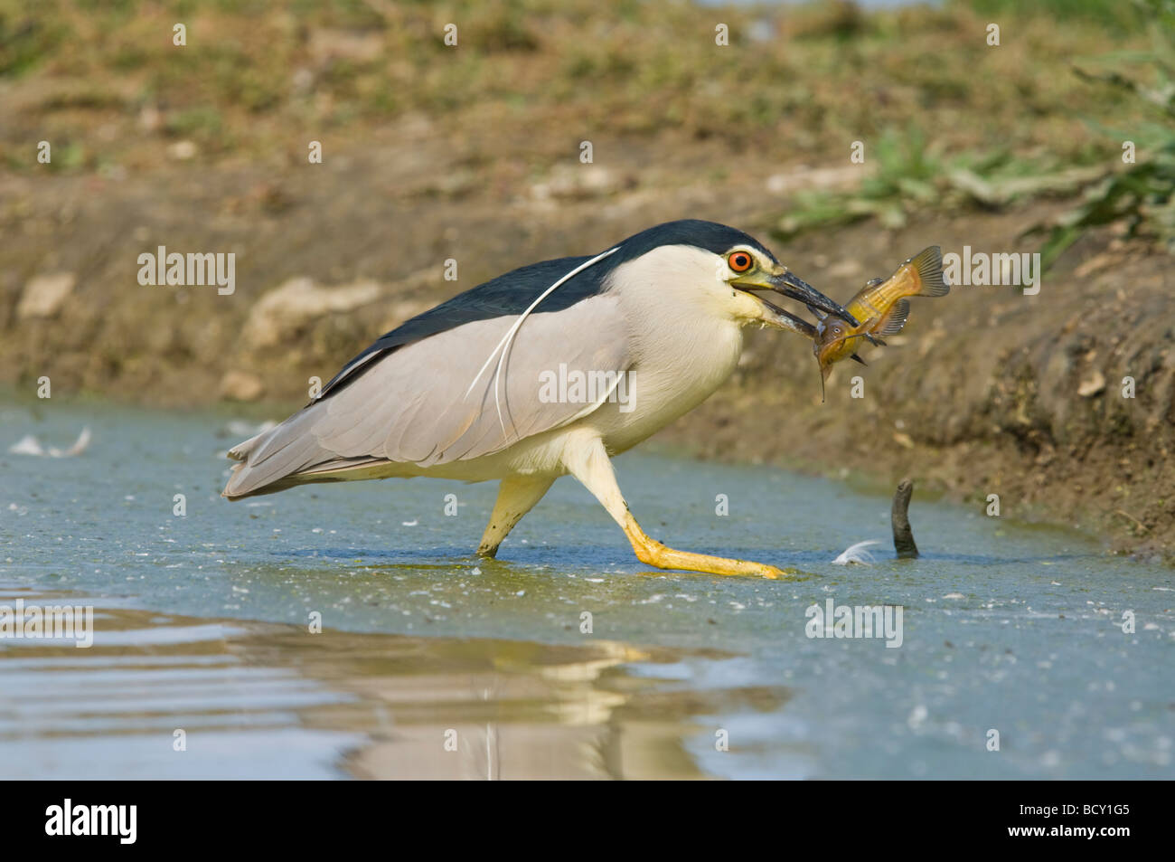 Bihoreau gris noir avec des poissons Nycticorax nycticorax Hongrie Banque D'Images