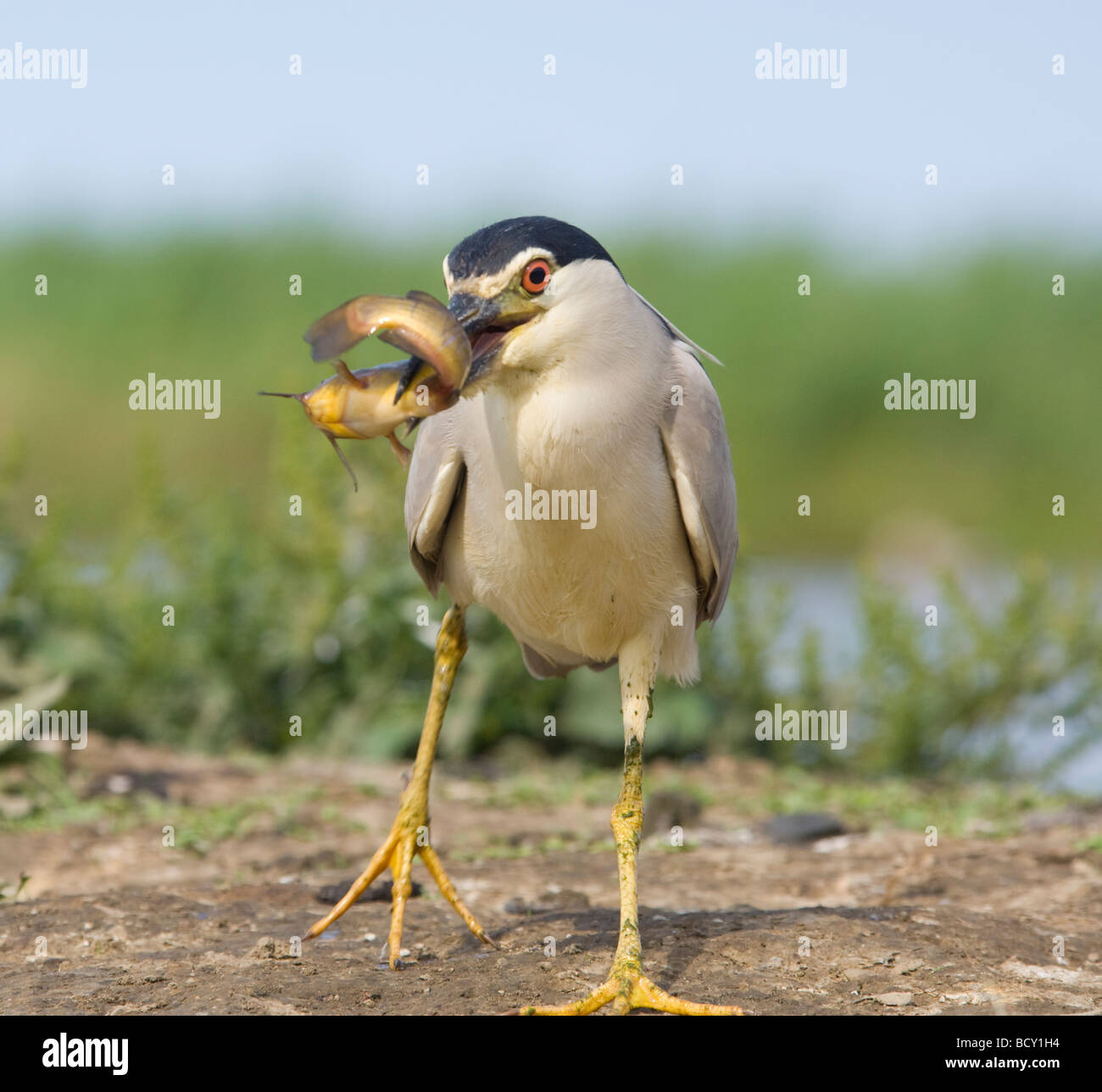 Bihoreau gris noir avec des poissons Nycticorax nycticorax Hongrie Banque D'Images
