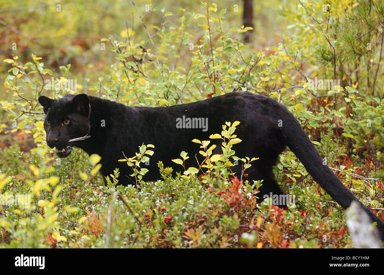 Panthera pardus Asie Banque D'Images