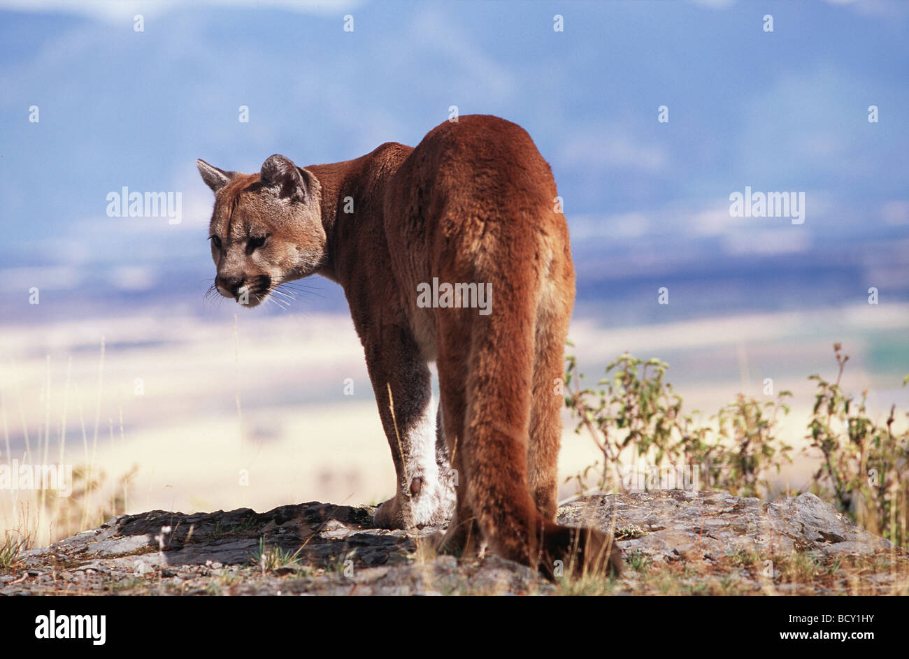 Felis concolor / Puma concolor couguar / , mountain lion Photo Stock - Alamy