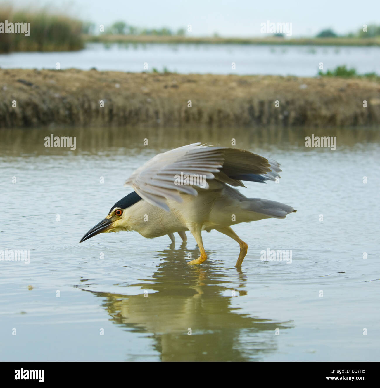 Pêche noire Bihoreau gris Nycticorax nycticorax Hongrie Banque D'Images
