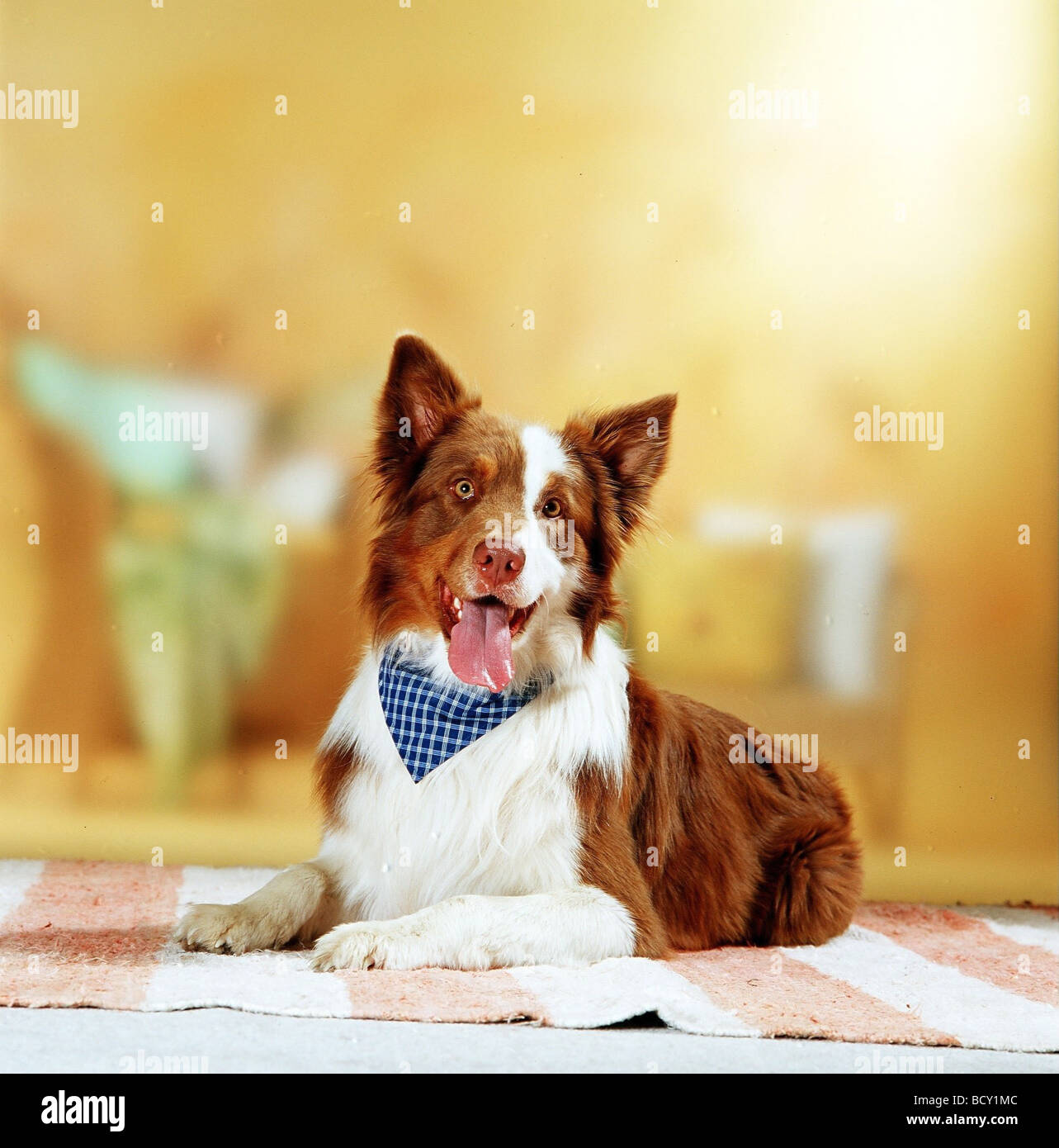 Half Breed dog avec foulard - allongé sur un tapis Banque D'Images