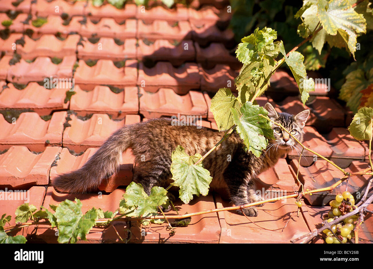Chat domestique. Tabby chaton sur un toit Banque D'Images