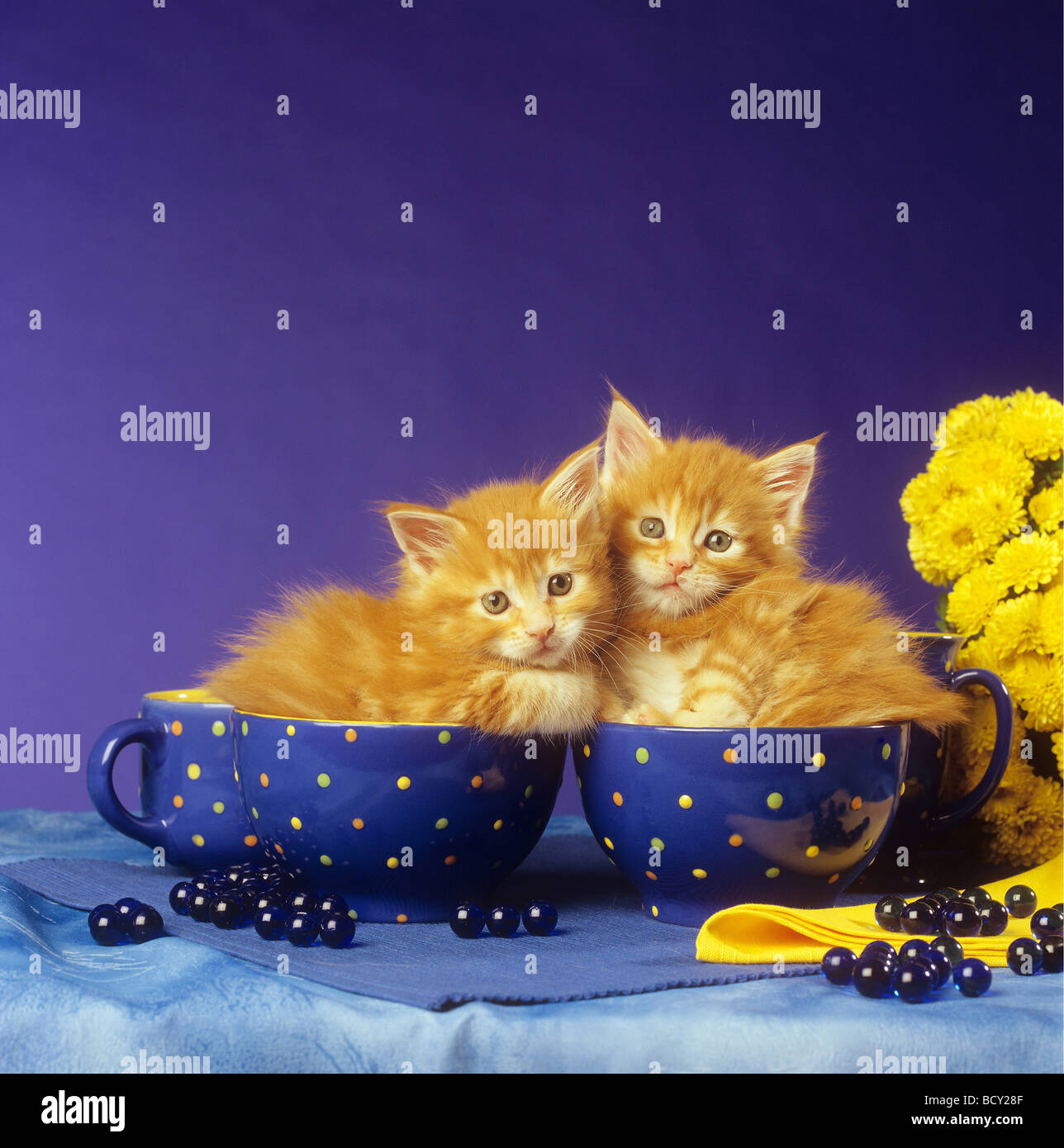 Maine Coon. Deux chatons dans des bols à soupe Banque D'Images