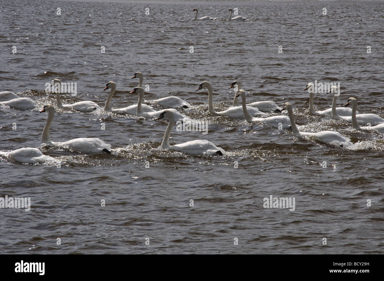 Groupe de cygnes nageant dans l'estuaire de la rivière Teifi Banque D'Images