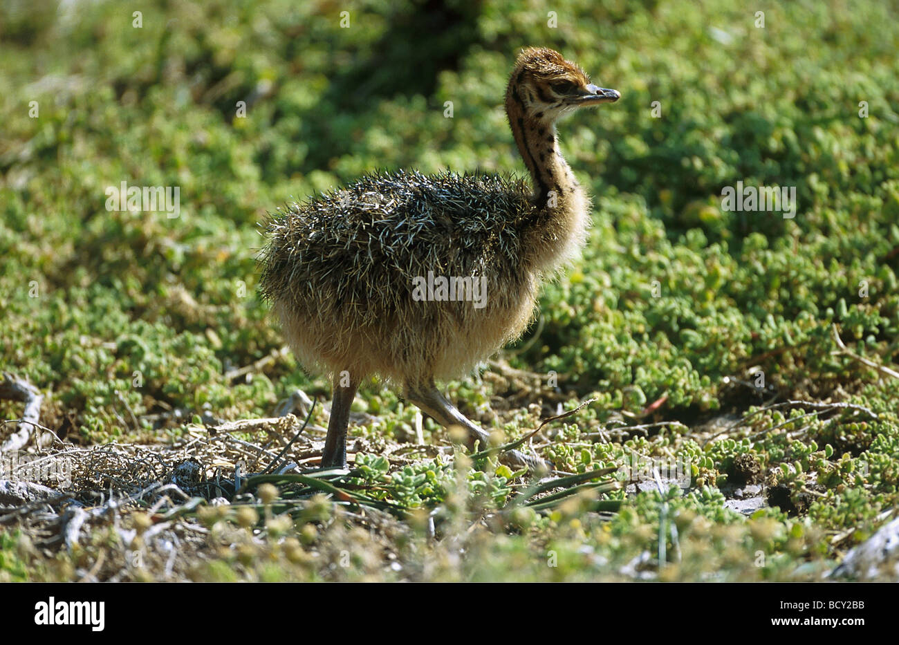 Struthio camelus Banque D'Images