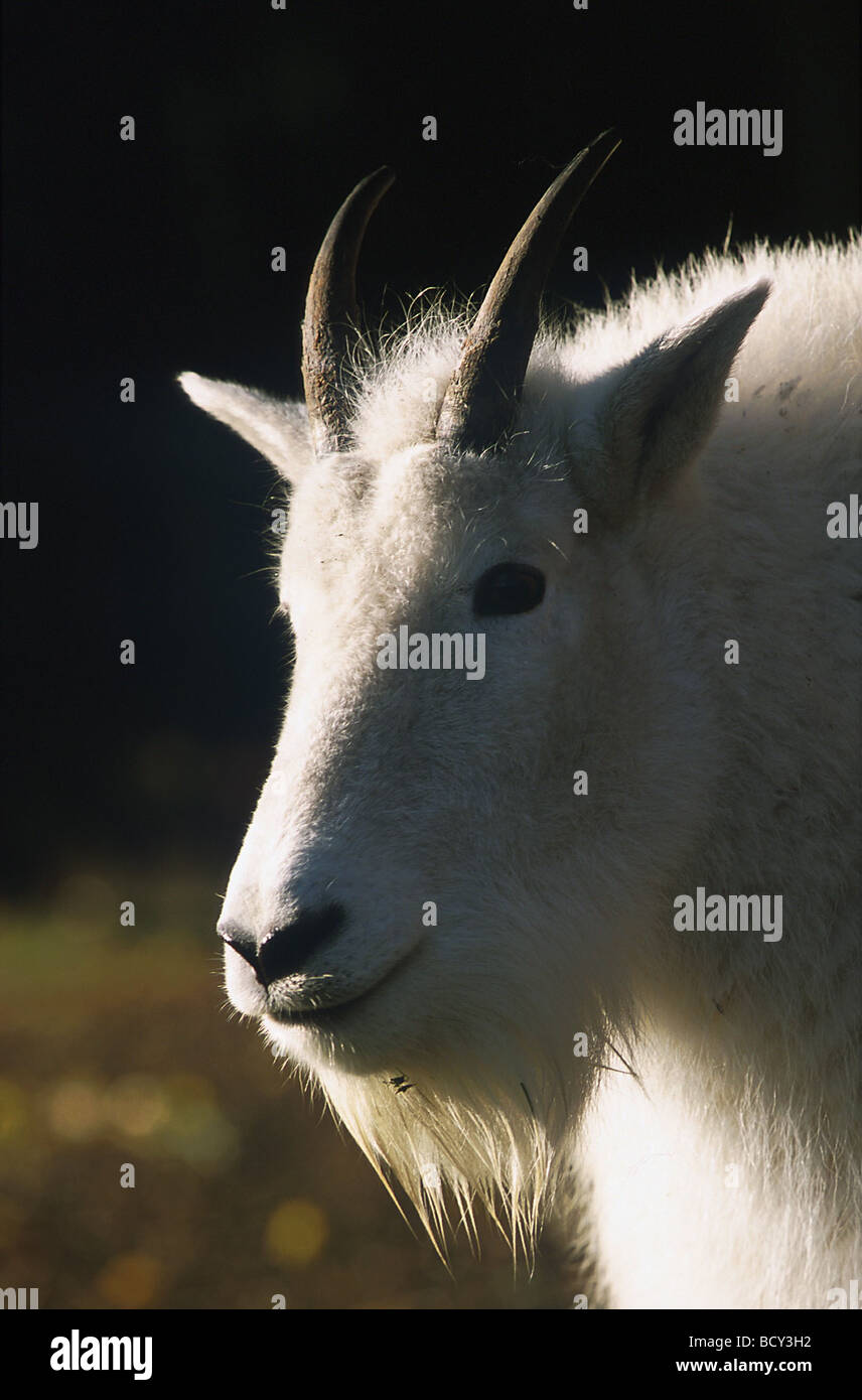 / La chèvre de montagne Oreamnos americanus Banque D'Images