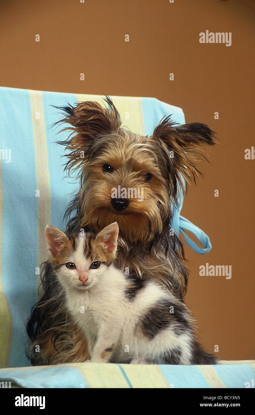Jeune chat et de jeunes chiens Banque D'Images