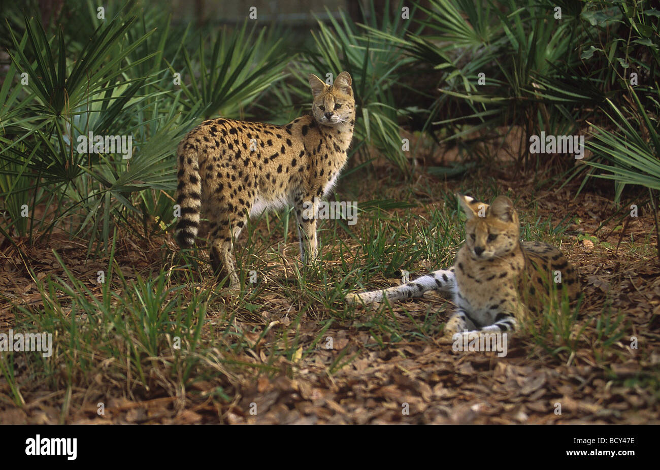 Felis serval / serval Banque D'Images