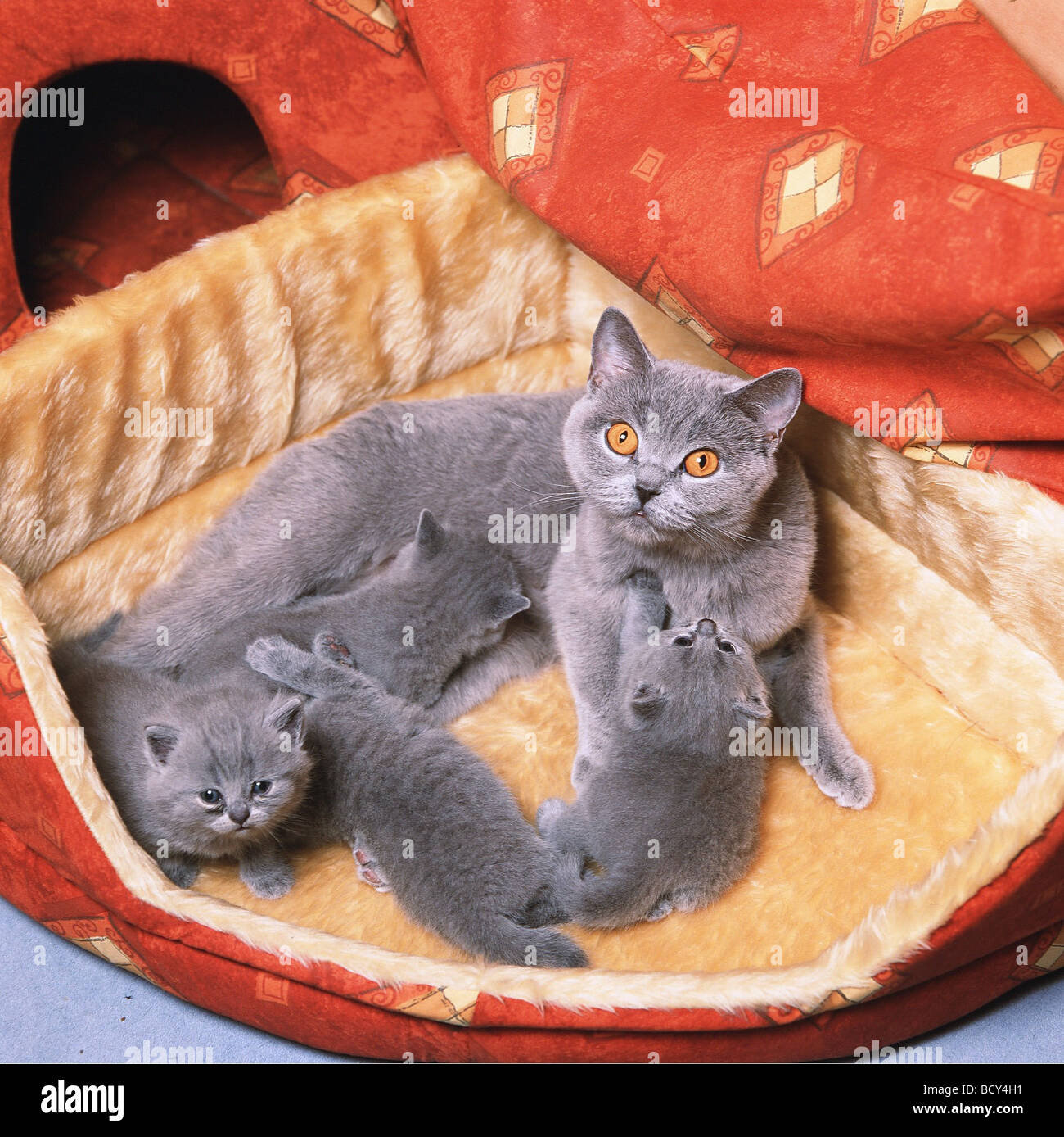 Chartreux Baby Banque D Image Et Photos Alamy