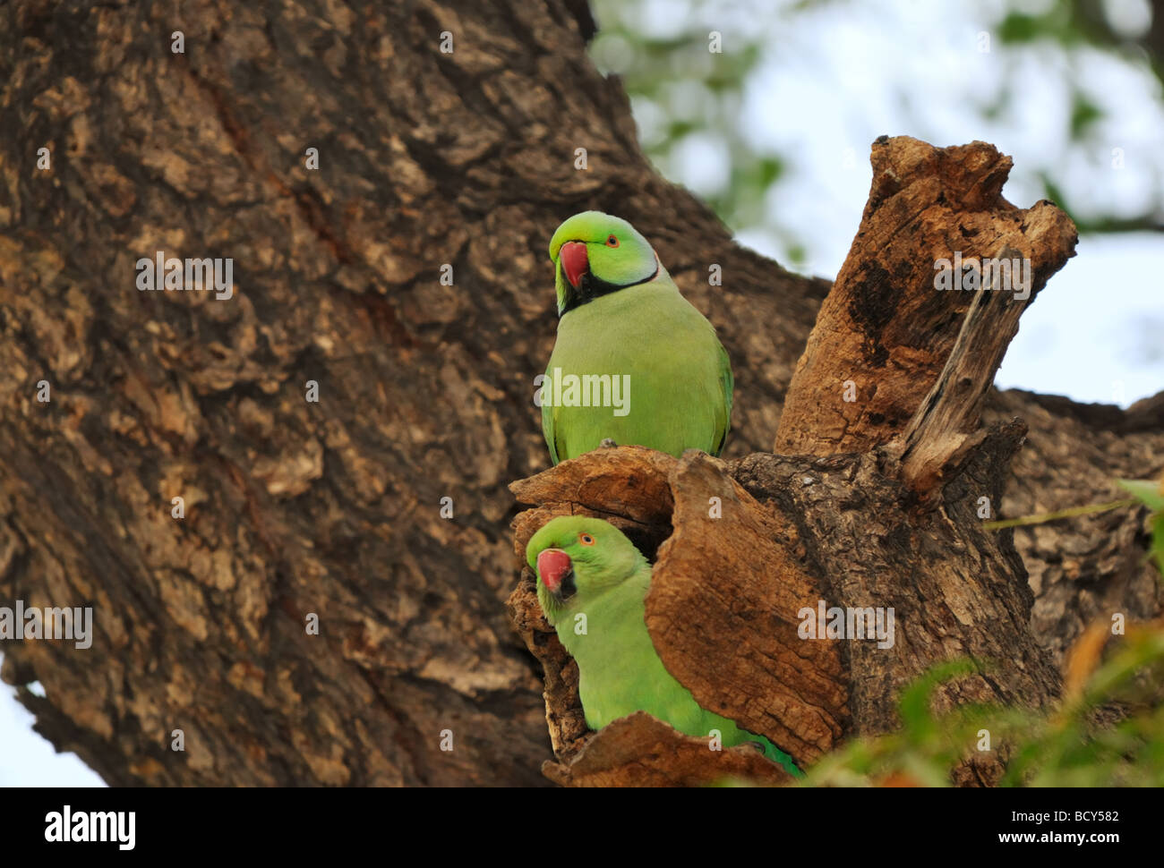 Une paire accouplée de héron pourpré (Psittacula Kramer), également appelé Fuligules Ã collier perruches, faire leur nid dans un arbre creux. Banque D'Images