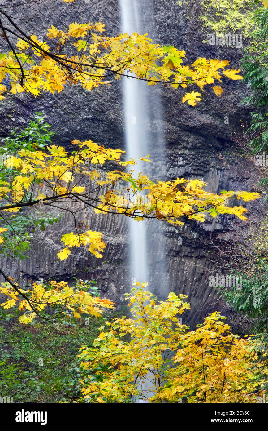 Latourell Falls avec des érables aux couleurs d'automne Columbia River Gorge National Scenic Area Oregon Banque D'Images