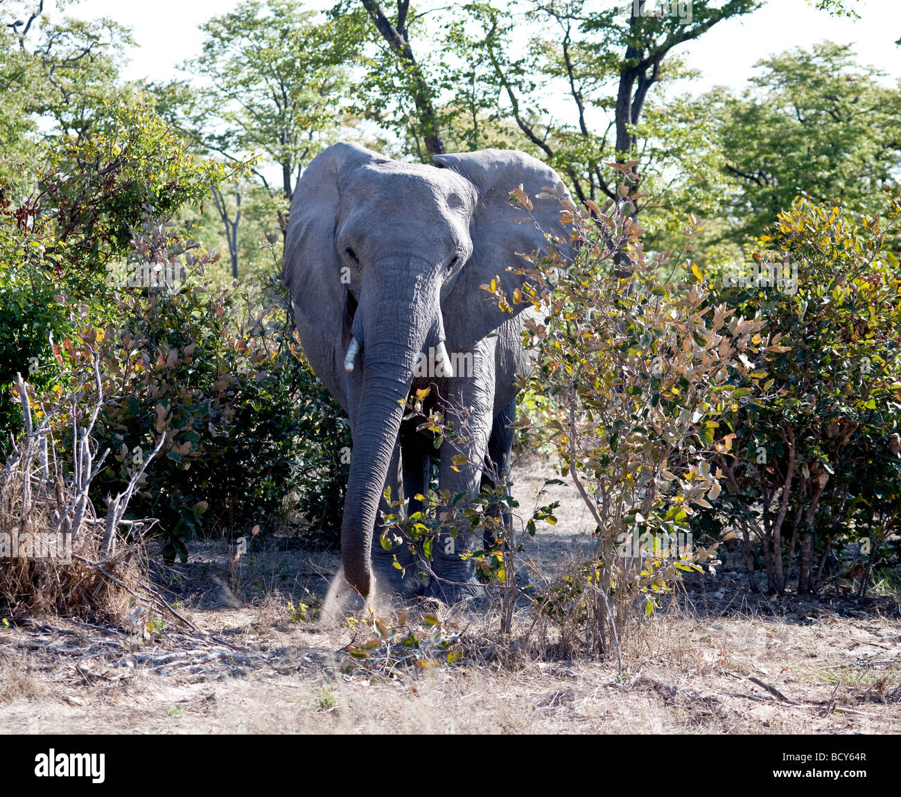Les jeunes éléphants mâles collecte de poussière dans la préparation d'une charge fictive, Moremi, le nord du Botswana Banque D'Images