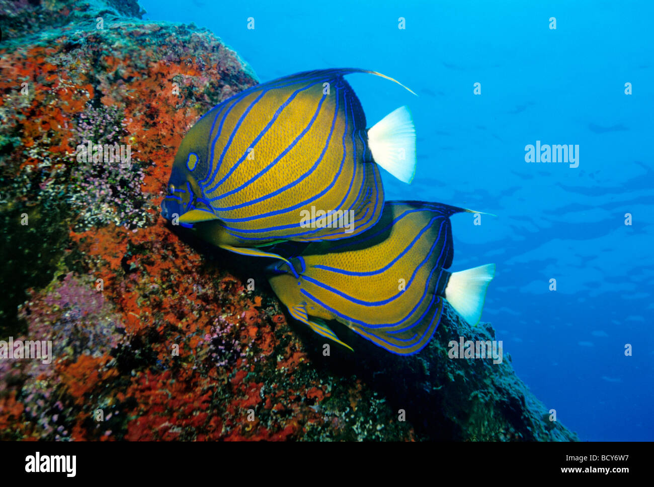 Bluering Angelfish Pomacanthus annularis) (rouge de manger des champignons, des îles Similan, la mer d'Andaman, en Thaïlande, Asie, Océan Indien Banque D'Images
